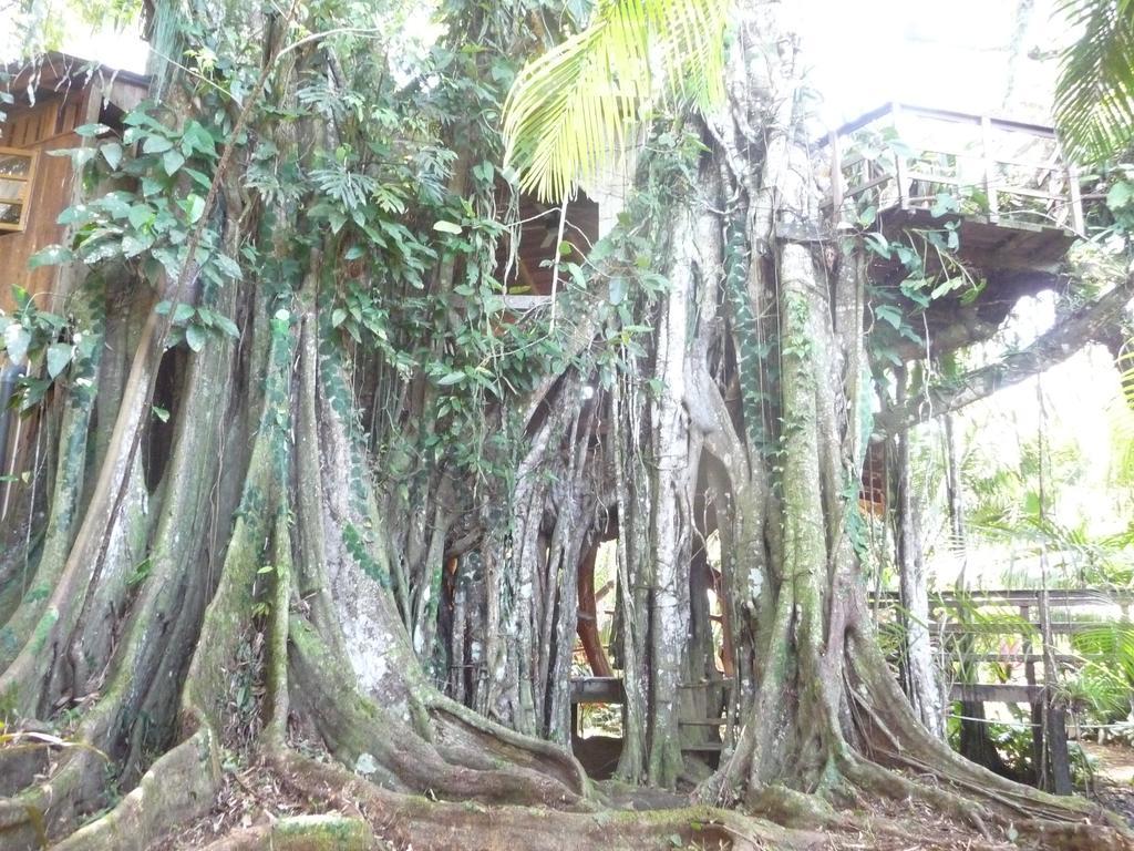 Topos Tree House Кахуіта Екстер'єр фото