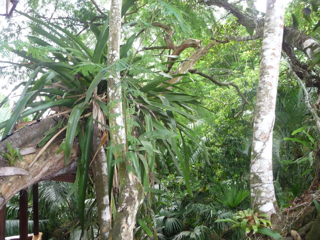 Topos Tree House Кахуіта Екстер'єр фото