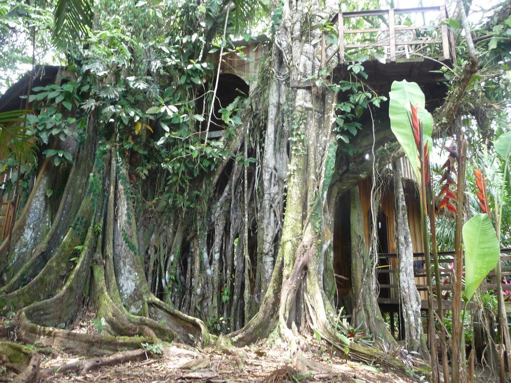 Topos Tree House Кахуіта Екстер'єр фото