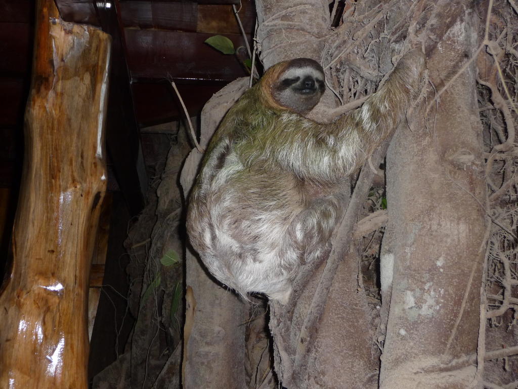 Topos Tree House Кахуіта Екстер'єр фото